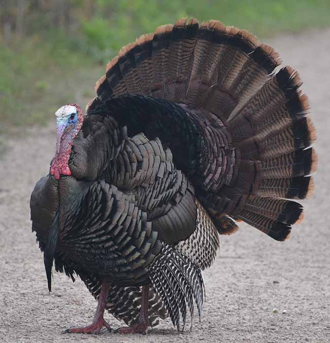 Wild Turkey mating birds