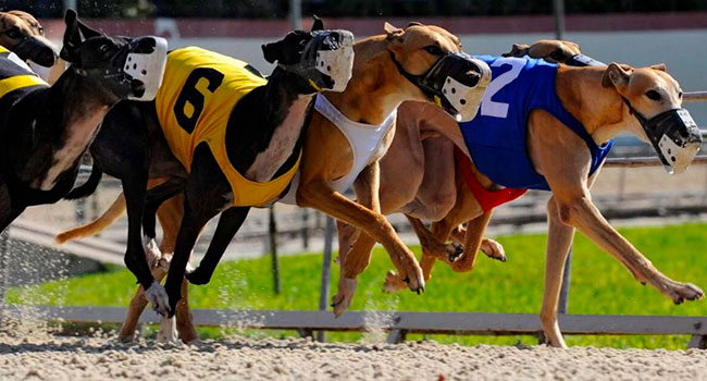 Greyhound Grand National and Colossus Bets Enter into Sponsorship Agreement