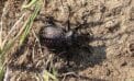 beetles insects nature Research aims to reduce use of chemical pesticides