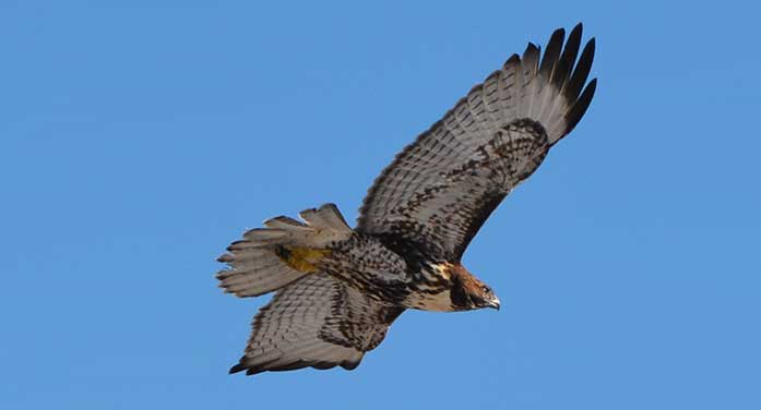 Raptors on the move are a sight to behold