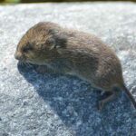 Who doesn’t want to eat a meadow vole?