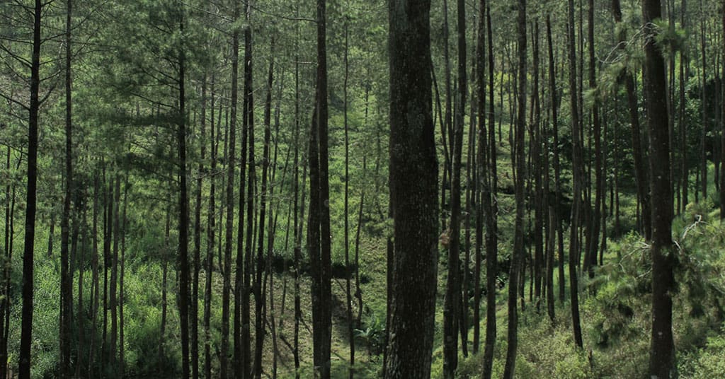 Boreal forests could hold the key to achieving Canada’s climate goals