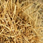 Clean fuel from waste may no longer be fantasy