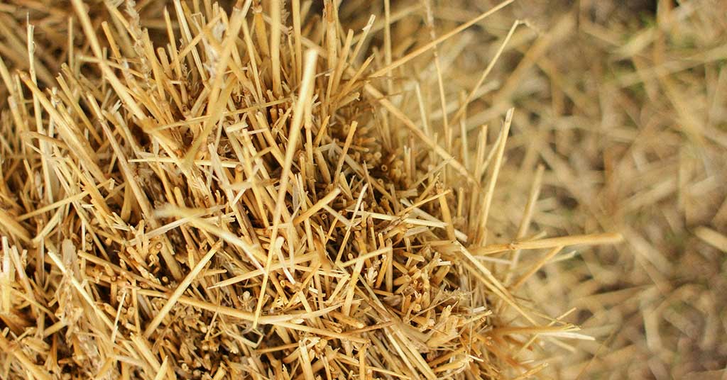 Clean fuel from waste may no longer be fantasy