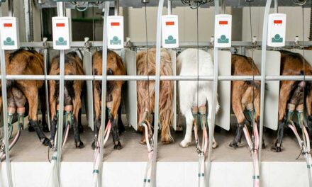 Supply management was meant to save Canadian dairy