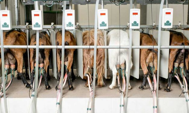 Canadians should thank Trump for targeting supply management